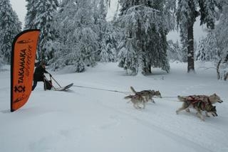 Takamaka chiens de traineau.JPG